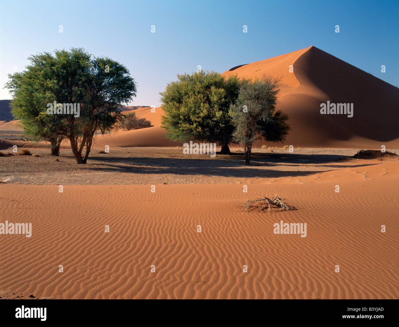 La Namibia, Namib Desert, Sesriem. In mattina presto e nel tardo pomeriggio, le dune a Sesriem nel Parco Namib-Naukluft, sono uno spettacolo mozzafiato. Modellato da, e il cambio con il vento, queste dune variano dal rosso mattone di albicocca e cambiare per sempre il colore con l'angolo del sun. Il più grande di lievitare enormemente 1.000 piedi sopra la circostante pianura e sono dette per essere il più grande dune del mondo; essi sono certamente le più pittoresche. Foto Stock