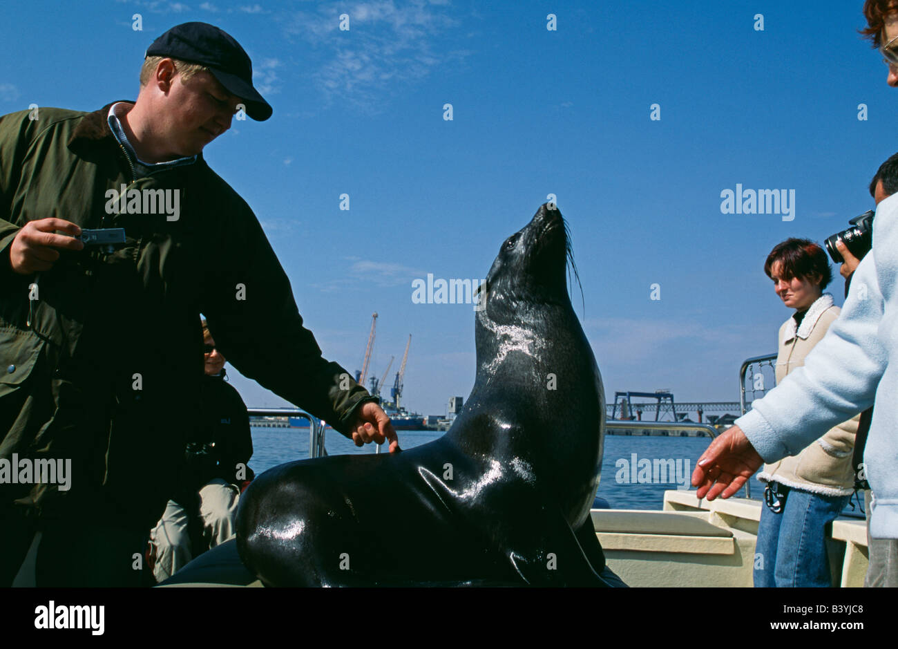 La Namibia, Walvis Bay / Baii. Guida in barca da Wilvis Bay e Cape pelliccia sigillo (Arctocephalus pusillus) sul ponte del tour in barca. Foto Stock
