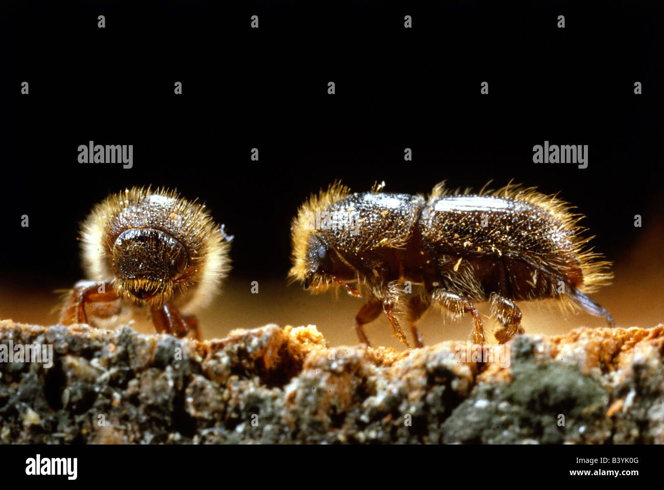 Zoologia / animali, insetti, chafer, Abete incisore Beetle, due coleotteri, close-up, distribuzione: Eurasia, animale, coleotteri, br Foto Stock