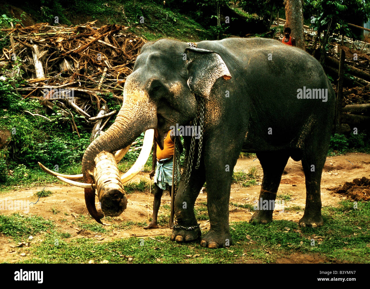 Zoologia / animali, mammifero / di mammifero, Elefanti Elefante asiatico, (Elephas maximus), lavorando elephant, Kandy, Sri Lanka, trasportare Foto Stock