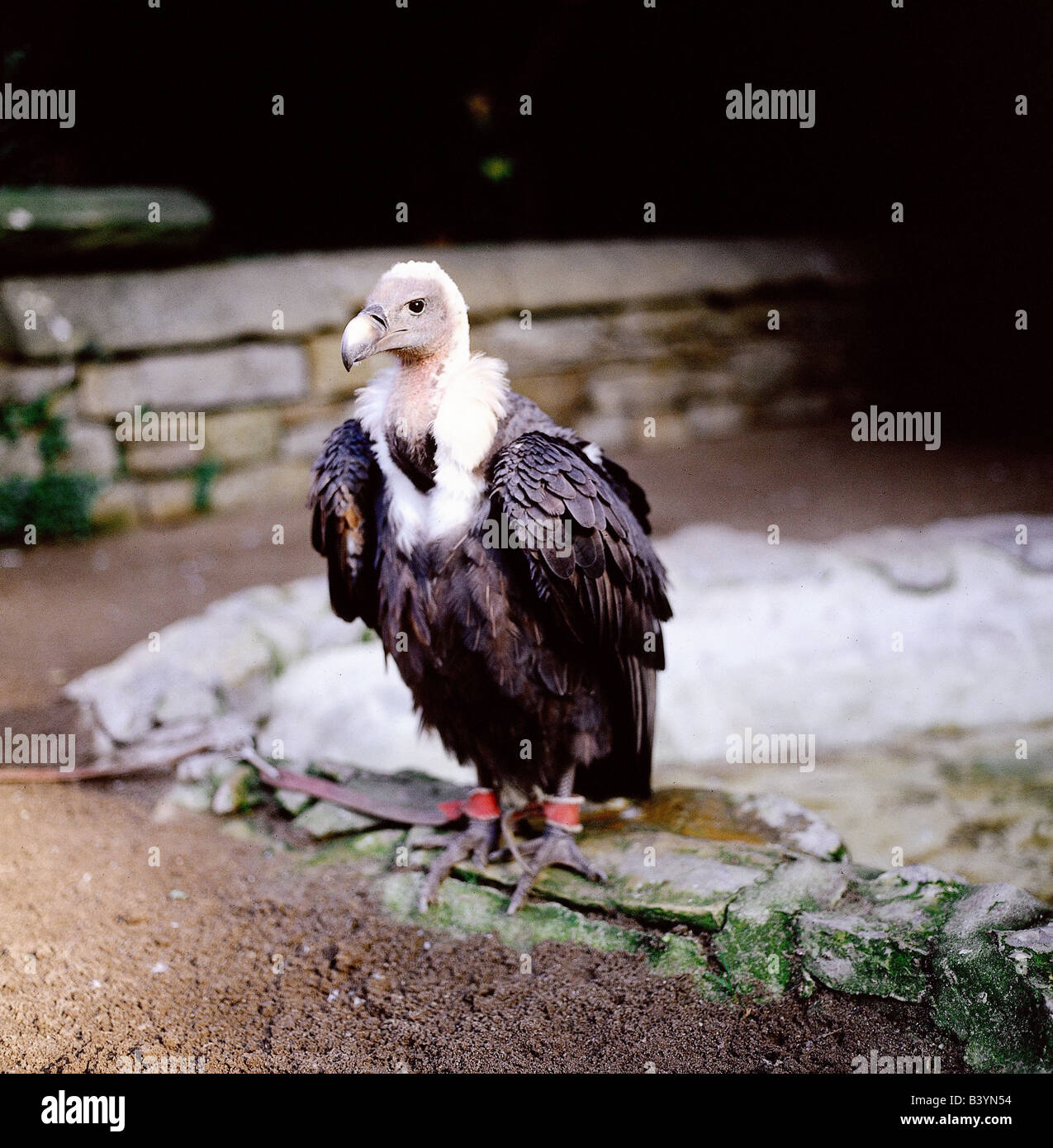 Zoologia / animali, uccelli / uccelli, Eurasian avvoltoio nero (Aegypius monachus), in piedi, distribuzione: Spagna, Balcani, Medio Ea Foto Stock