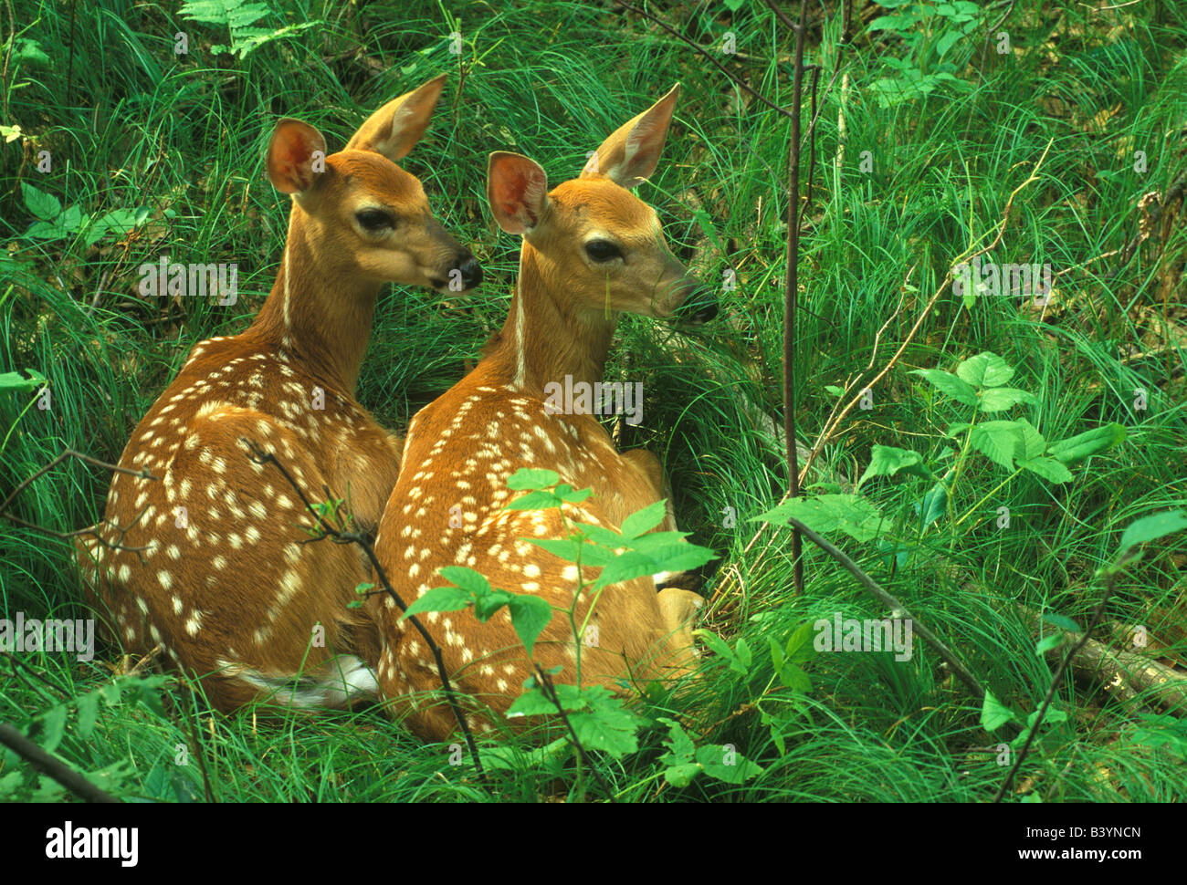 Twin White Tailed Deer cerbiatti nella foresta Odocoileus virginianus est Stati Uniti Foto Stock