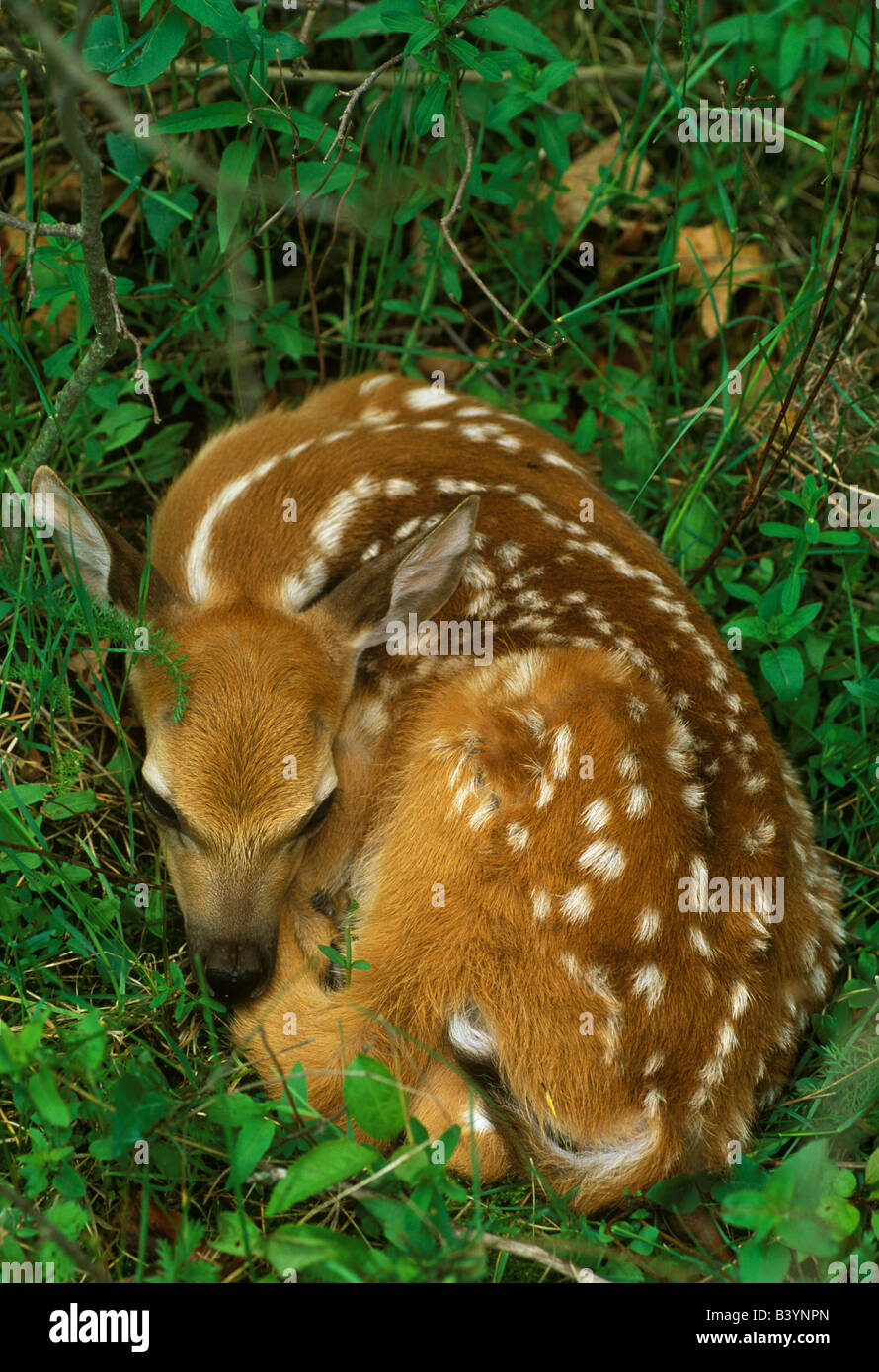 White Tailed Deer Fawn in appoggio e nascosta sul terreno Odocoileus virginianus est Stati Uniti Foto Stock