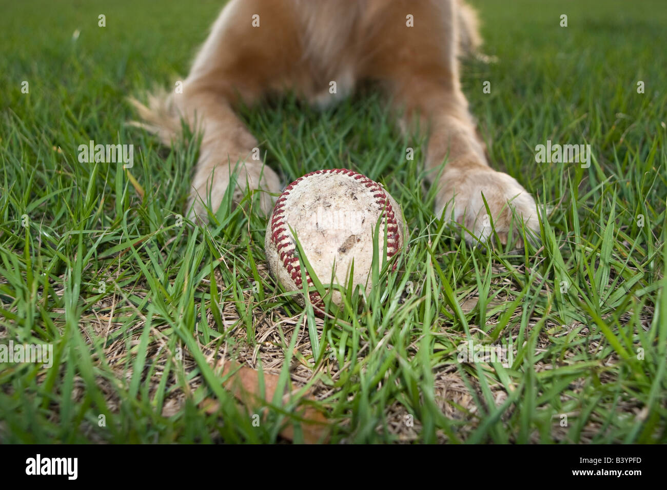 Il baseball nel prato davanti di un cane Foto Stock