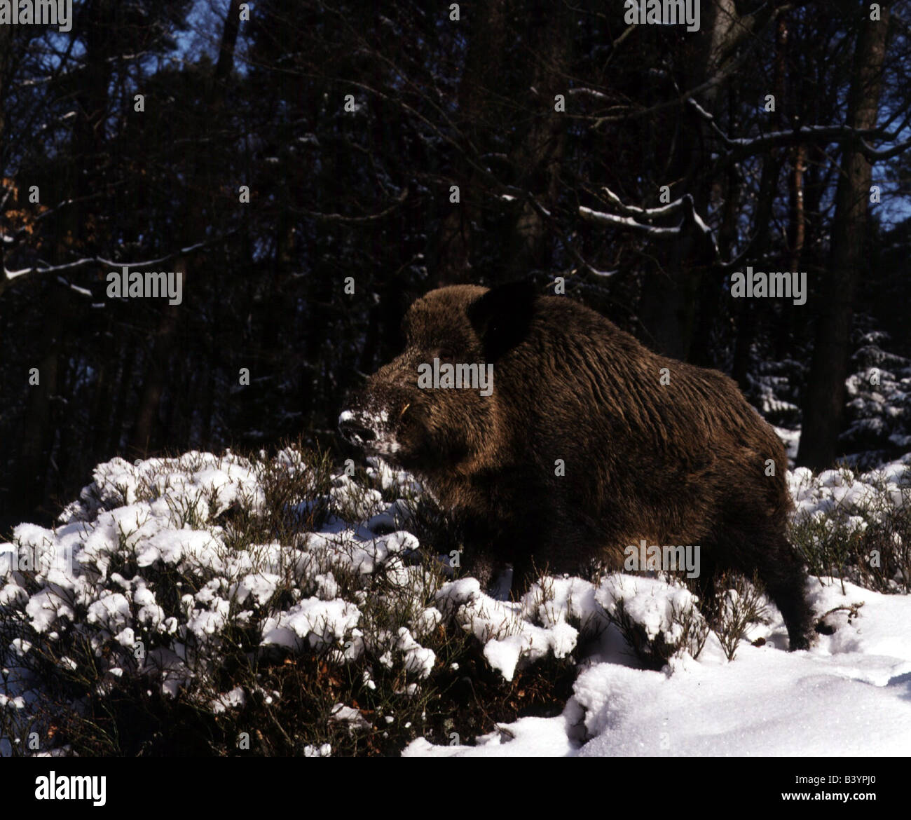 Zoologia / animali, mammifero / di mammifero, suini, il cinghiale (Sus scrofa), nella neve, distribuzione: Europa, Asia, Nord Africa, maiale, ev Foto Stock
