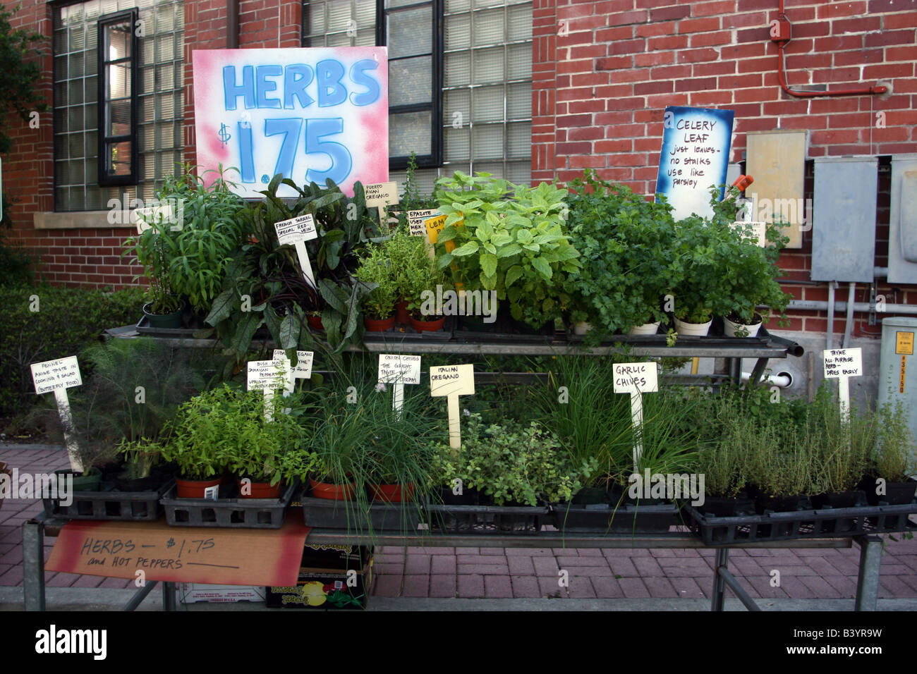 Erbe per la vendita presso il Winter Park Farmers Market Winter Park Florida Foto Stock