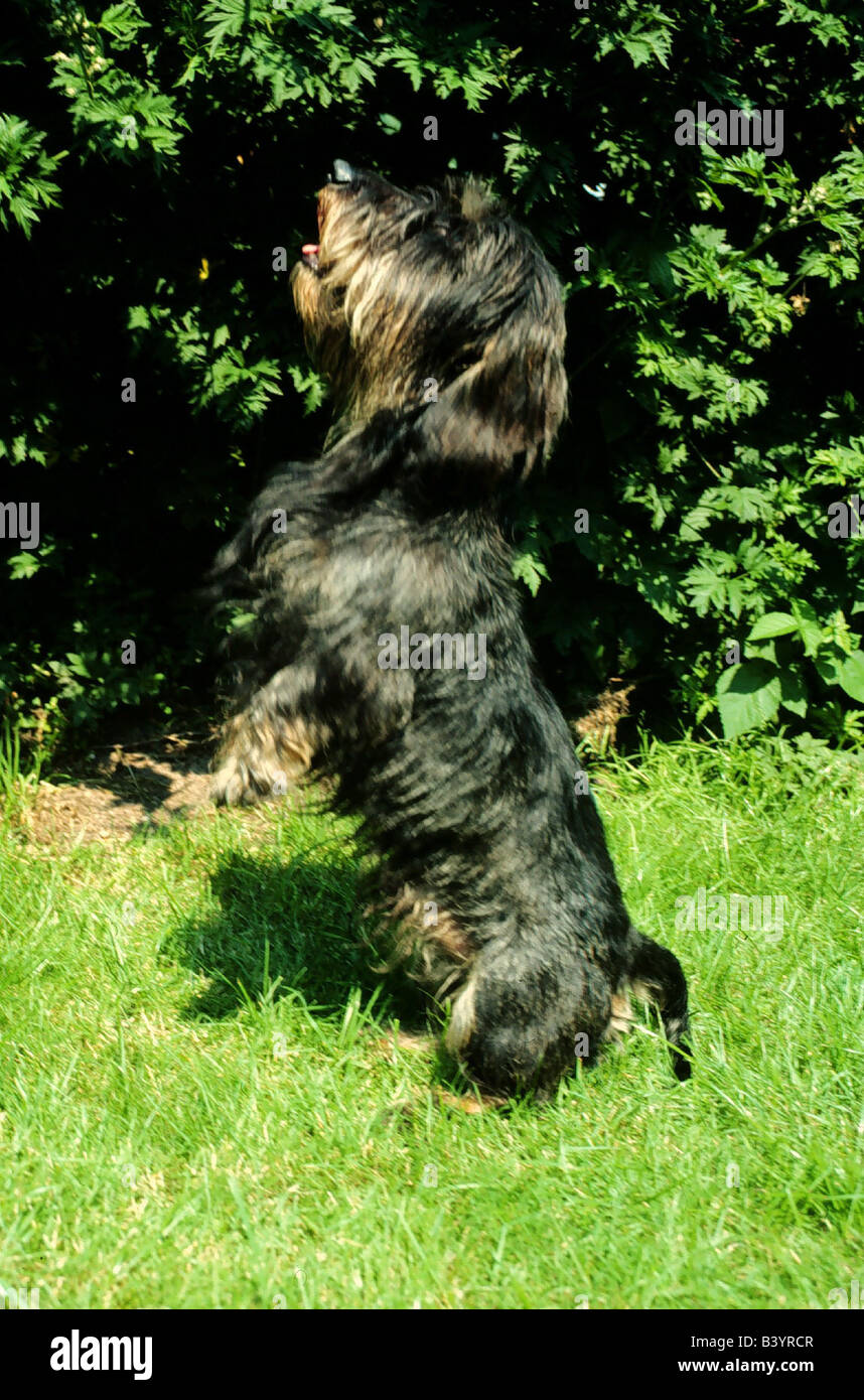Zoologia / animali, mammifero / di mammifero, cani, (Canis lupus familiaris), Bassotto, filo-pelose, in piedi sul cane, zampe posteriori, maschio, Foto Stock