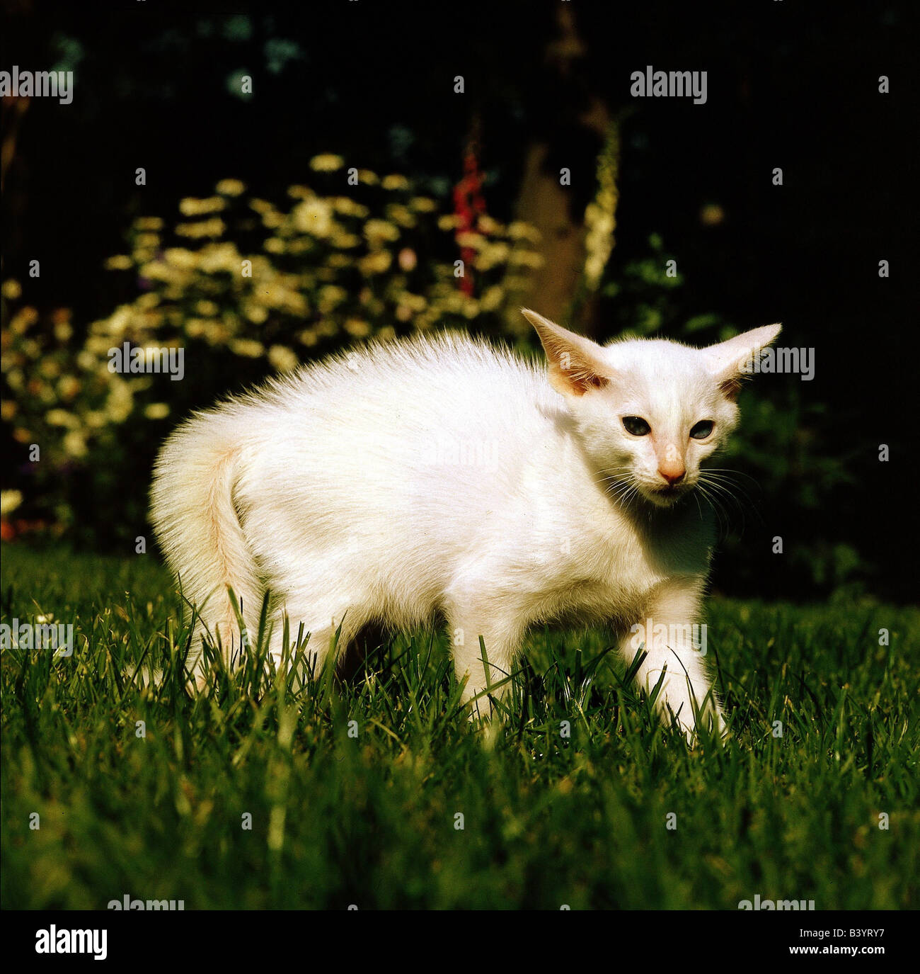 Zoologia / animali, mammifero / di mammifero, gatti, (Felidae), siamese gatto bianco giovane gatto siamese gatto nel prato, gatti domestici, horrent c Foto Stock