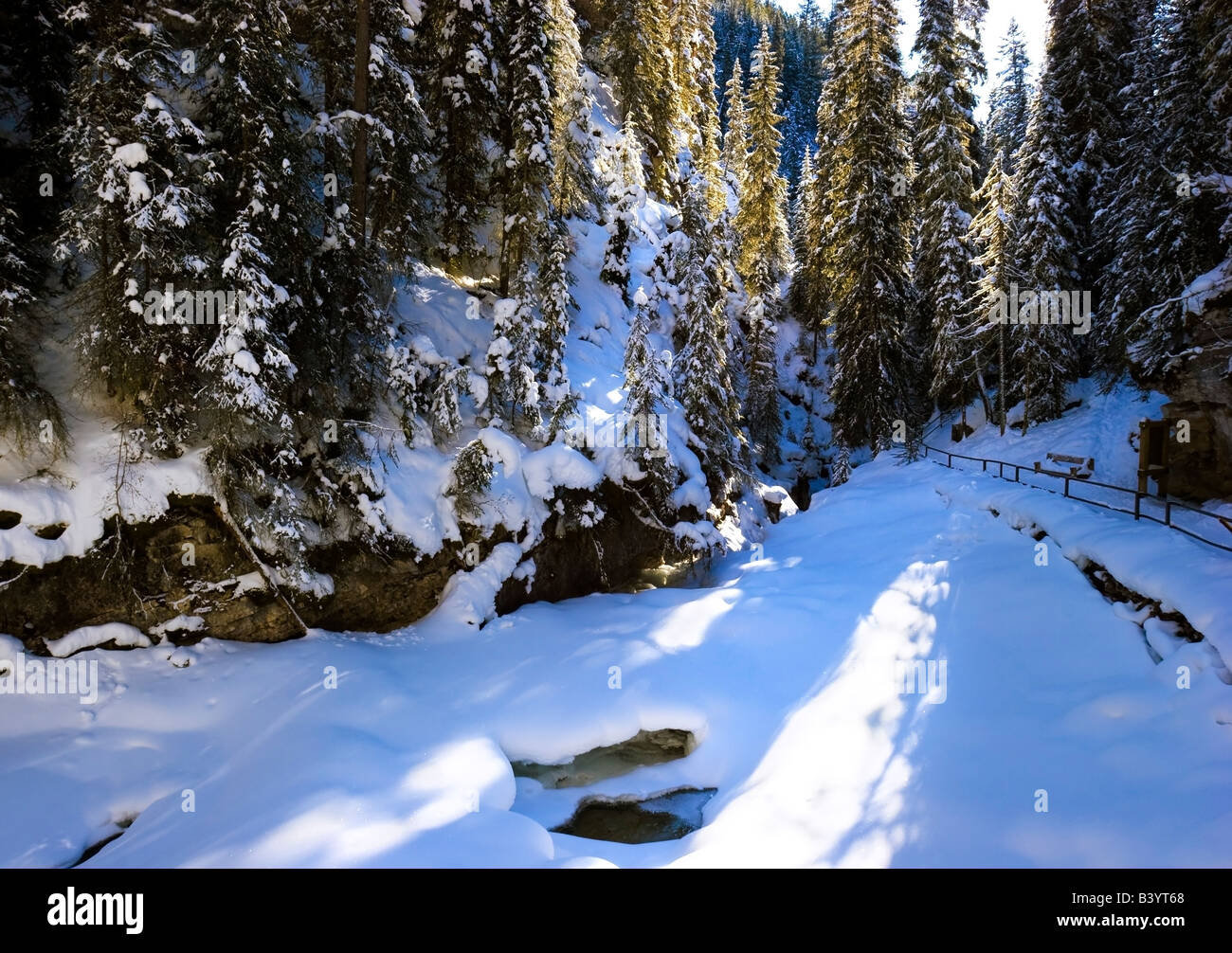 Bosco innevato Foto Stock