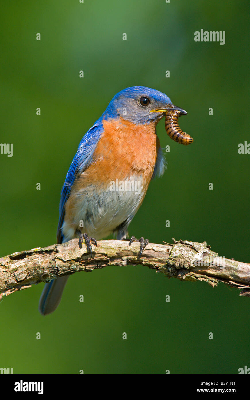 Eastern Bluebird Sialia sialis mangiare e worm USA Foto Stock