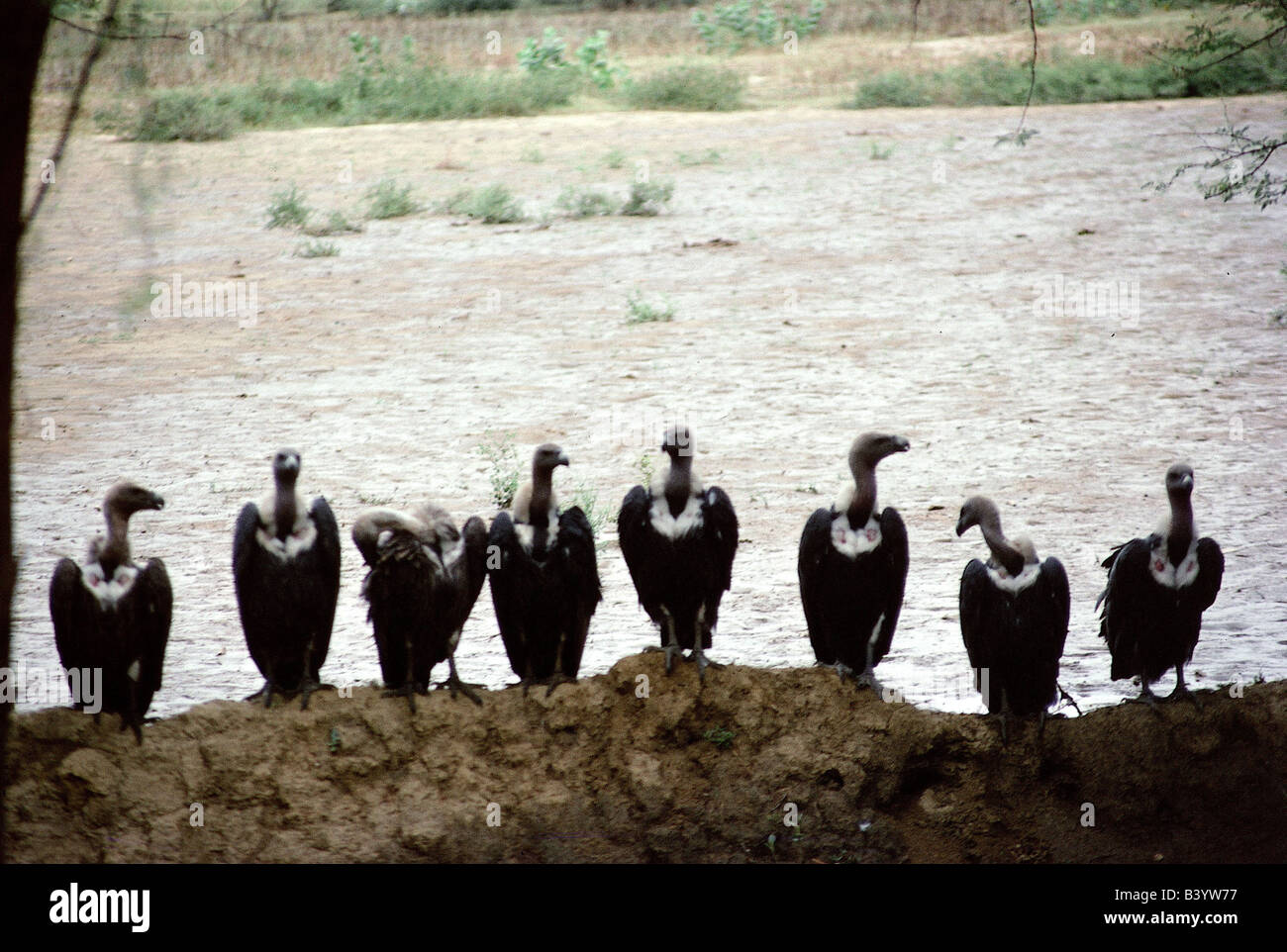 Zoologia / animali, uccelli / uccelli, avvoltoio grifone (Gyps fulvus), alcuni avvoltoi in banchina, Rajasthan, India, distribuzione: Foto Stock