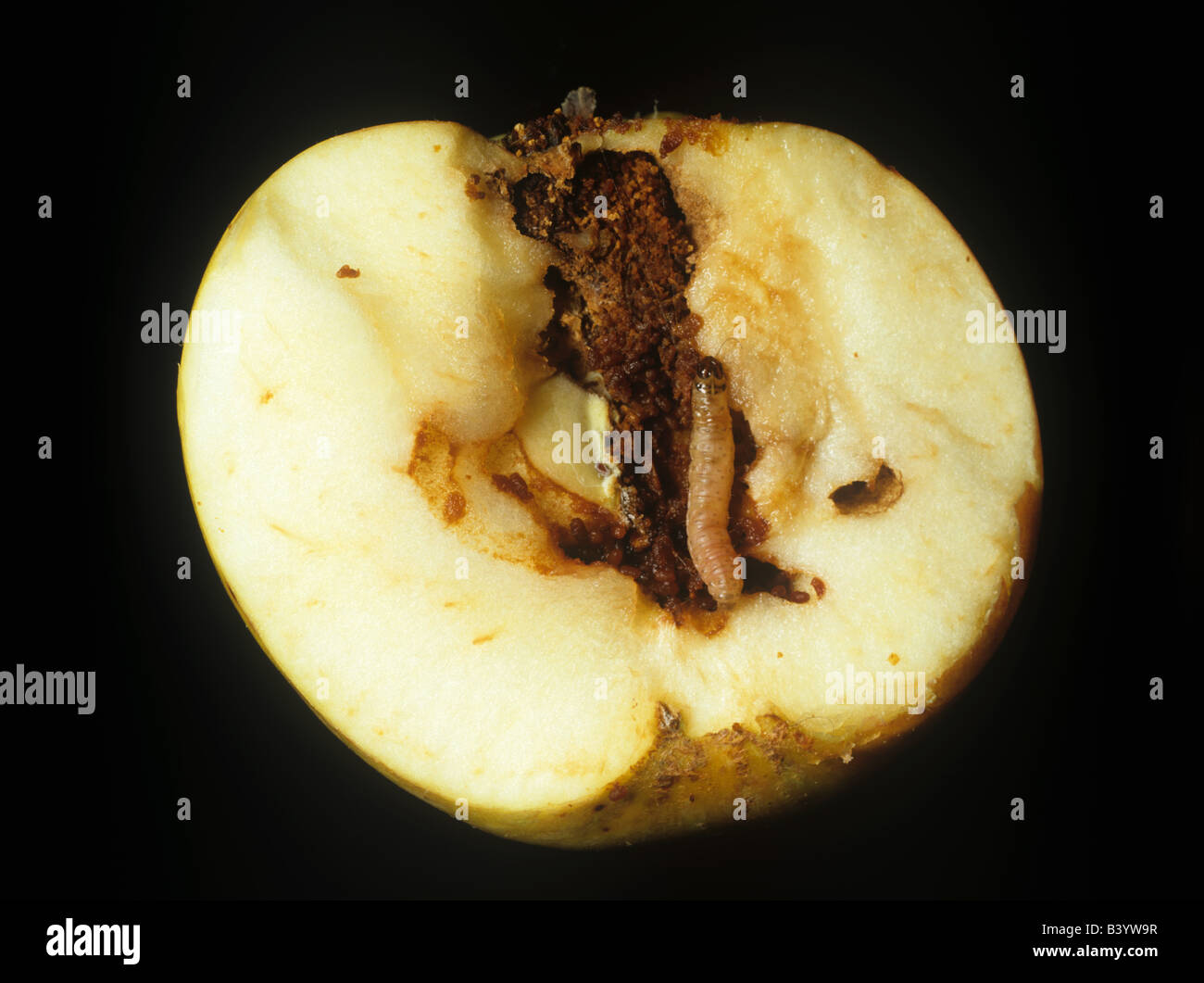 Carpocapsa del melo Cydia pomonella caterpillar in una galleria in una sezione di frutta apple Foto Stock