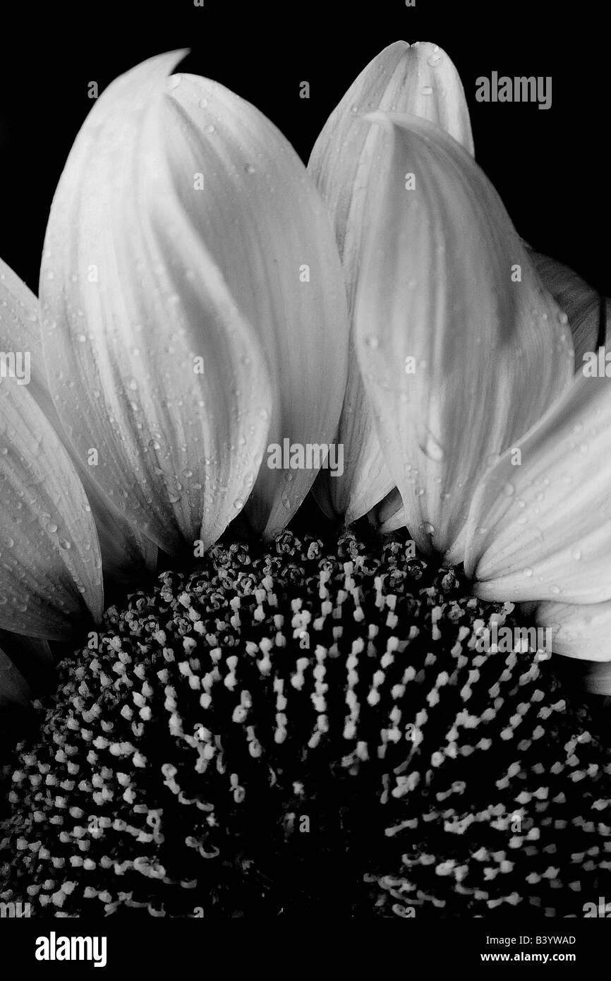 Un bianco e nero semi di girasole Foto Stock