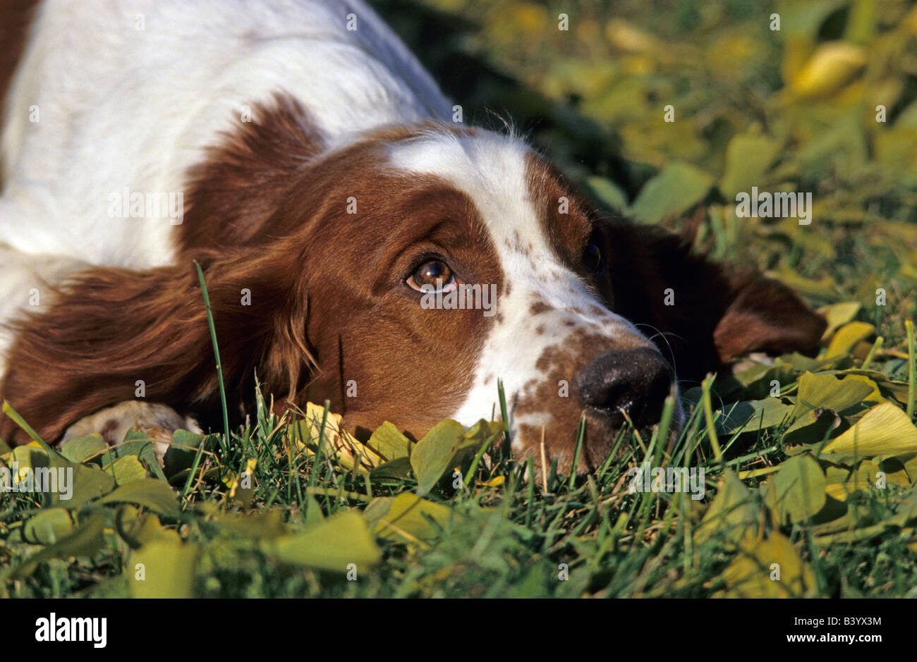 Welsh Springer Spaniel (Canis lupus familiaris), capretti distesa sul terreno durante la ricerca Foto Stock