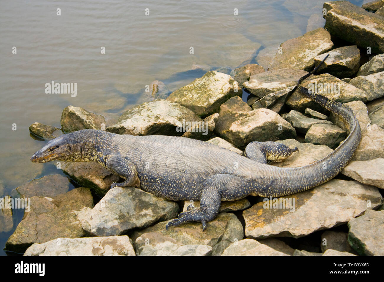 Monitor lizard Melaka, Malaysia Foto Stock