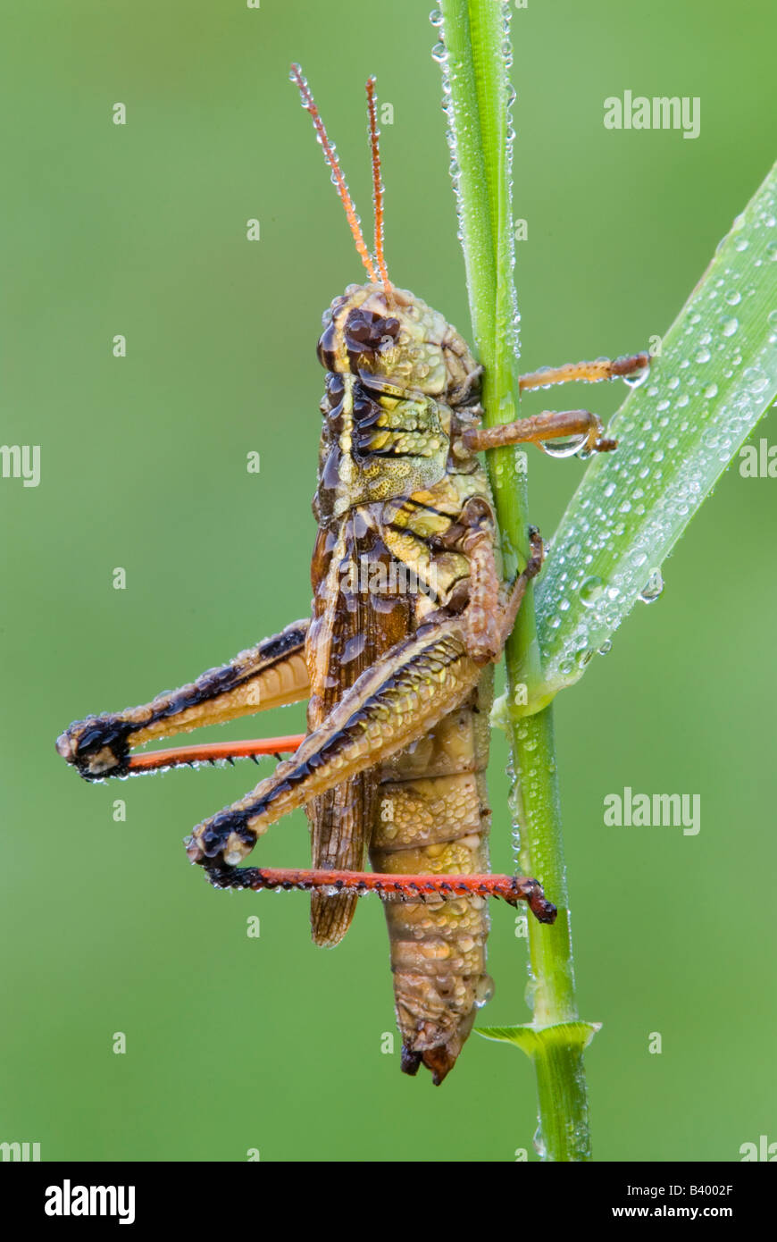 Grasshopper con zampe rosse o Locust Melanoplus femurrubrum Eastern USA, di Skip Moody/Dembinsky Photo Assoc Foto Stock