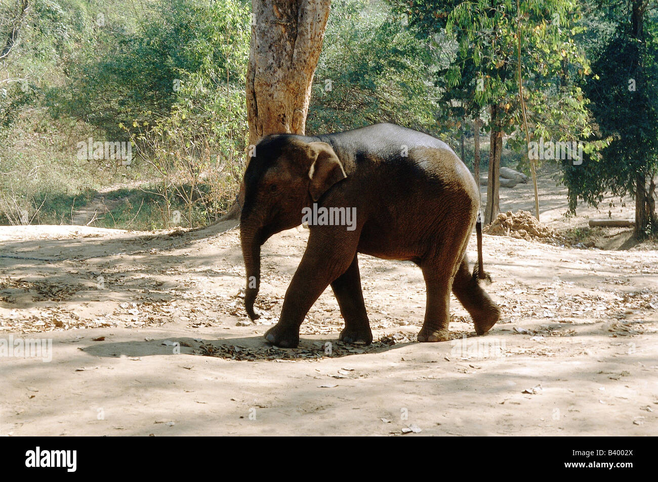 Zoologia / animali, mammifero / di mammifero, Elefanti Elefante asiatico, (Elephas maximus), cub, giovane elefante in centro di formazione, Chi Foto Stock