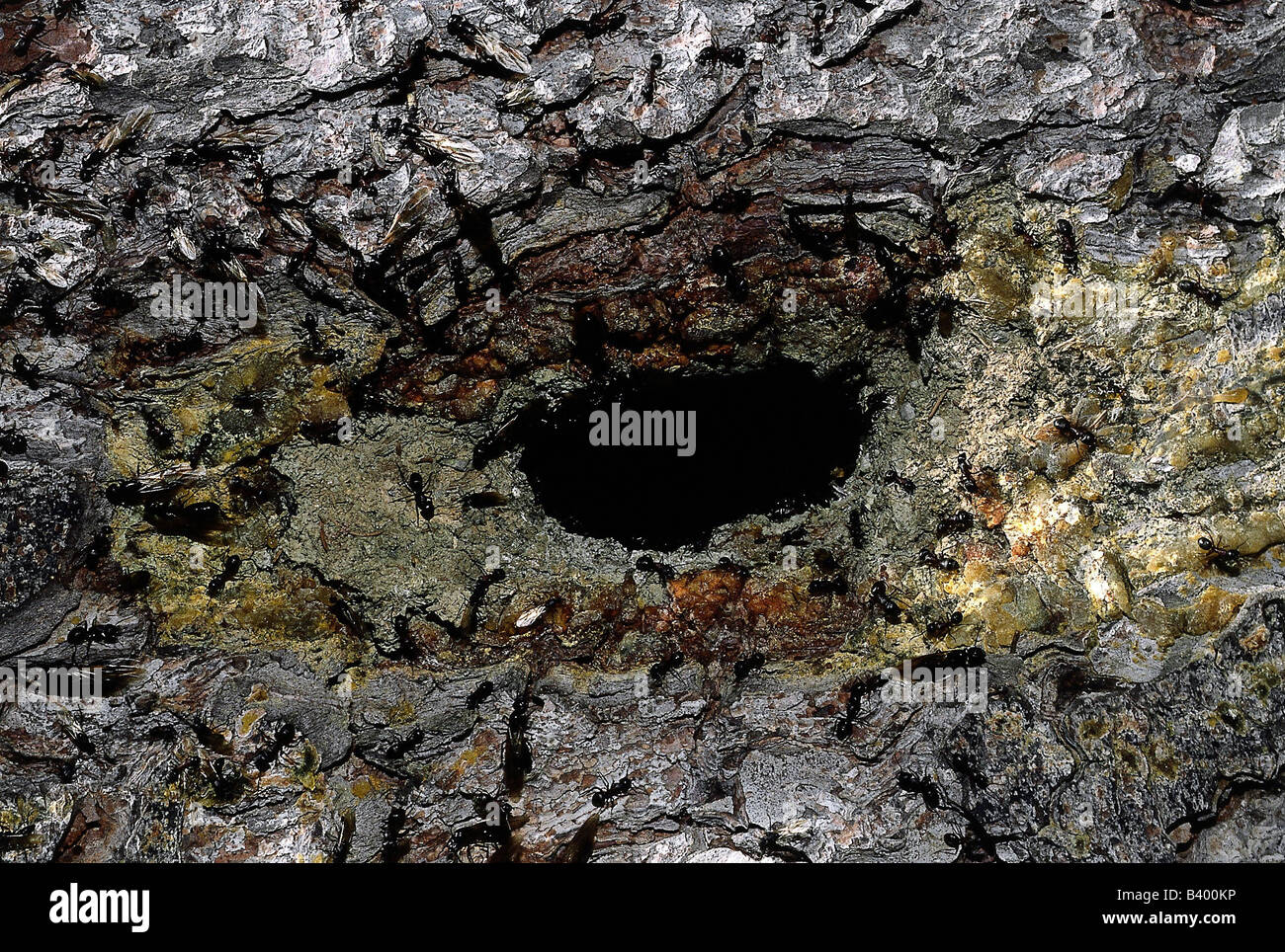 Zoologia / animali, insetti, formiche, ant nest, Camponotus ligniperda, di fronte ant nest, animali, insetti, Formicidae, Foto Stock