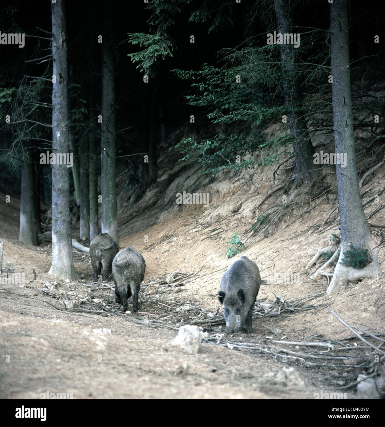 Zoologia / animali, mammifero / di mammifero, suini, il cinghiale (Sus scrofa), cinghiali in foresta, distribuzione: Europa, Asia, Nord Africa, Foto Stock