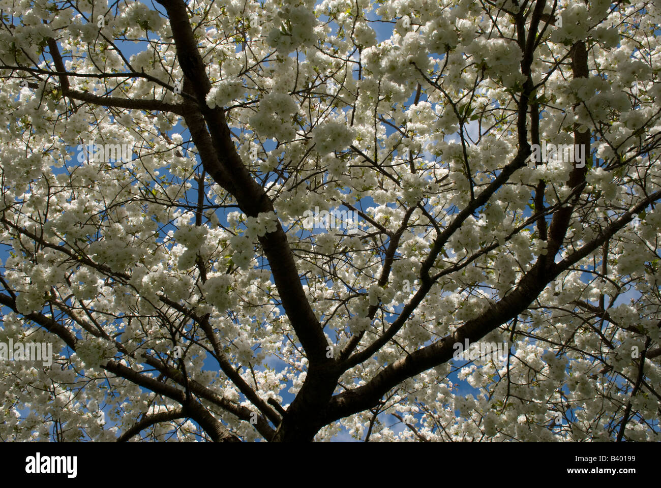 Cherry Prunus sp fiore coltivate Hampshire REGNO UNITO Aprile Foto Stock