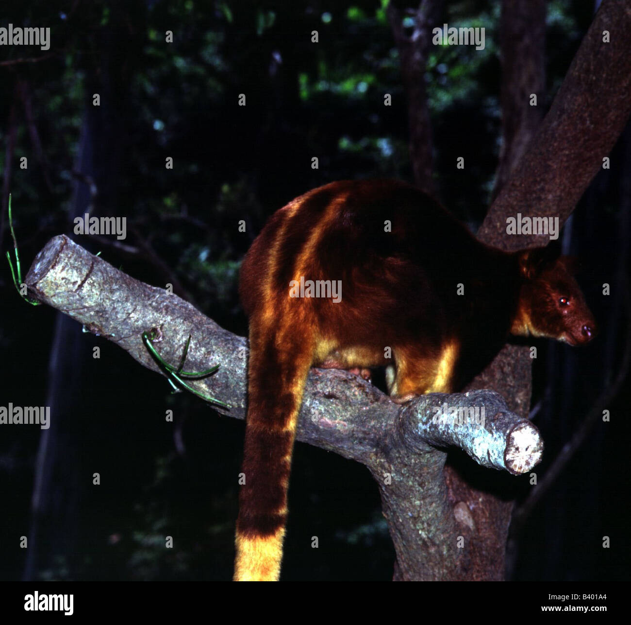 Zoologia / animali, mammifero / di mammifero, canguri, Matschie's Tree-kangaroo, (Dendrolagus matschiei), seduto sul ramo, distribu Foto Stock