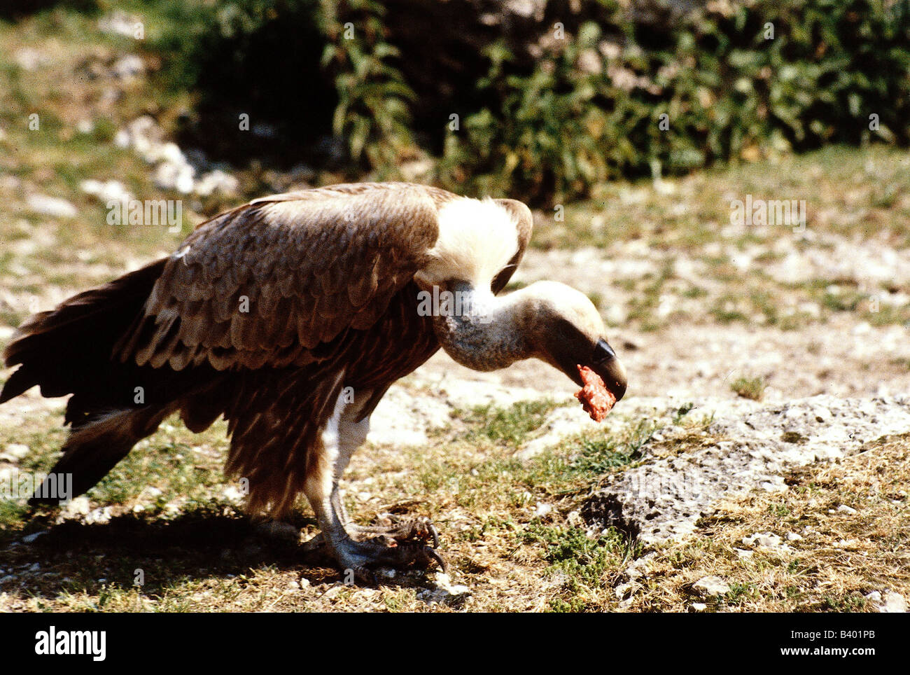 Zoologia / animali, uccelli / uccelli, avvoltoio grifone (Gyps fulvus), gruppo di avvoltoi, distribuzione: Europa meridionale, settentrionale Afr Foto Stock