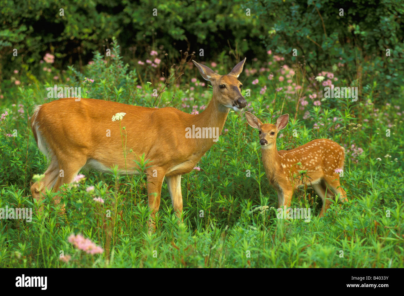 White Tailed Deer Doe e fawn Odocoileus virginianus E USA, da George E. Stewart/Dembinsky Foto Assoc Foto Stock