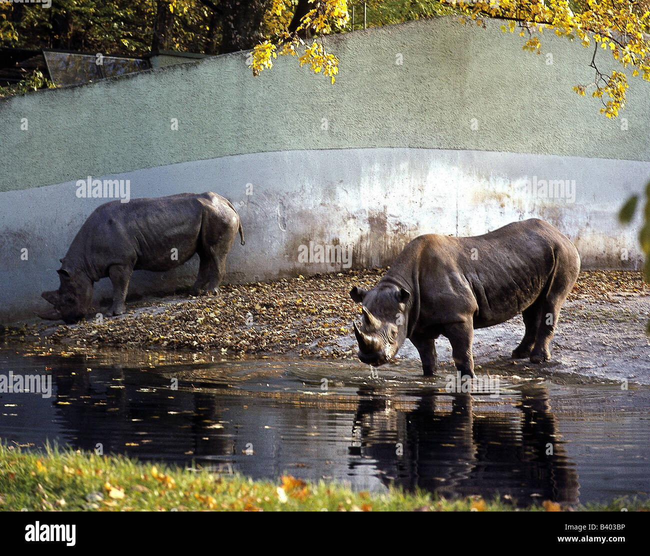 Zoologia, mammifero / di mammifero, Rhinocerotidae, quadrato a labbro rinoceronte (Ceratotherium simum), due animali al posto di irrigazione, Livello Foto Stock