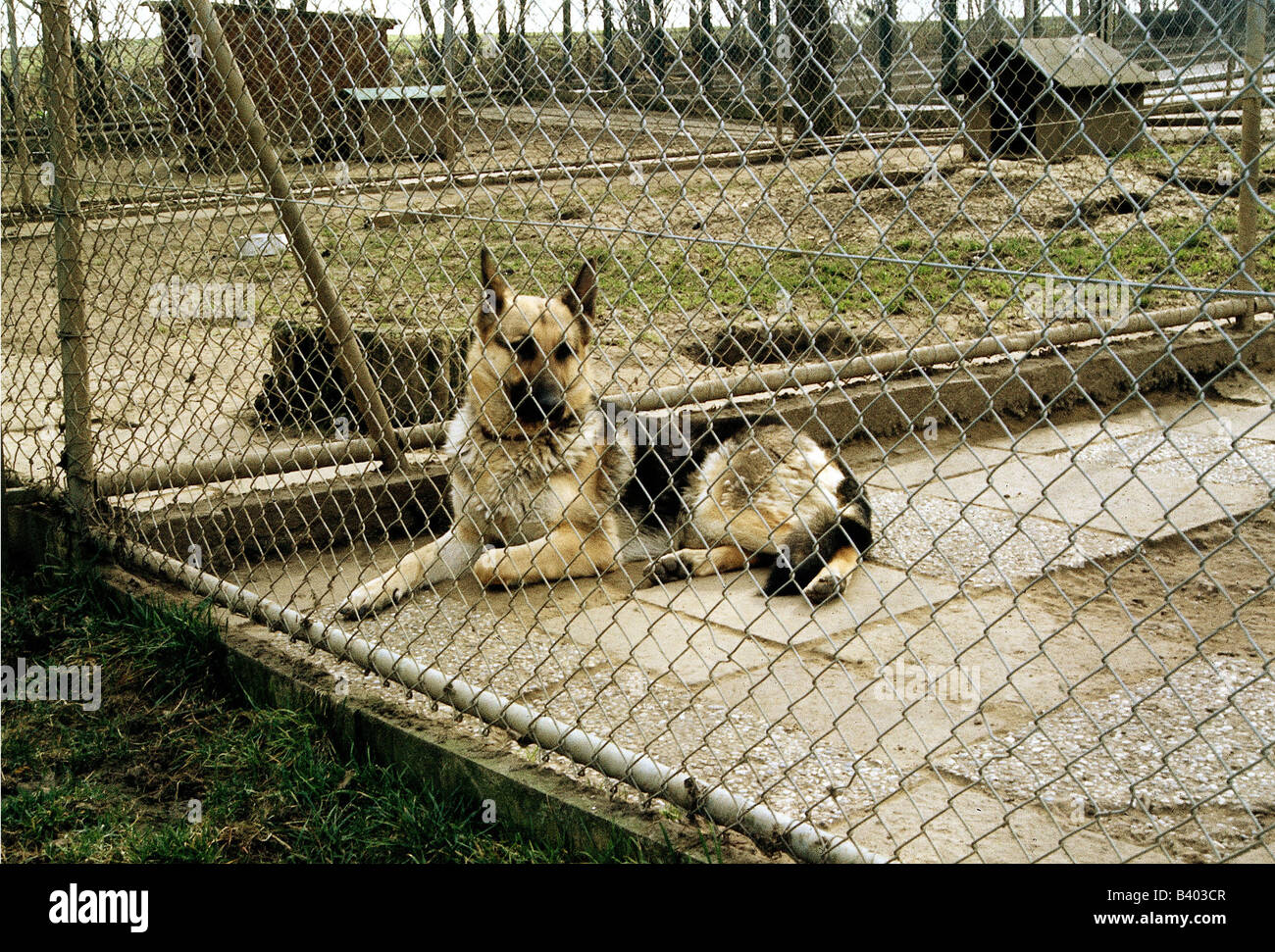 Zoologia / animali, mammifero / di mammifero, cani, (Canis lupus familiaris), santuario, il cane pastore, dietro la rete metallica recinzione, superarsi Foto Stock