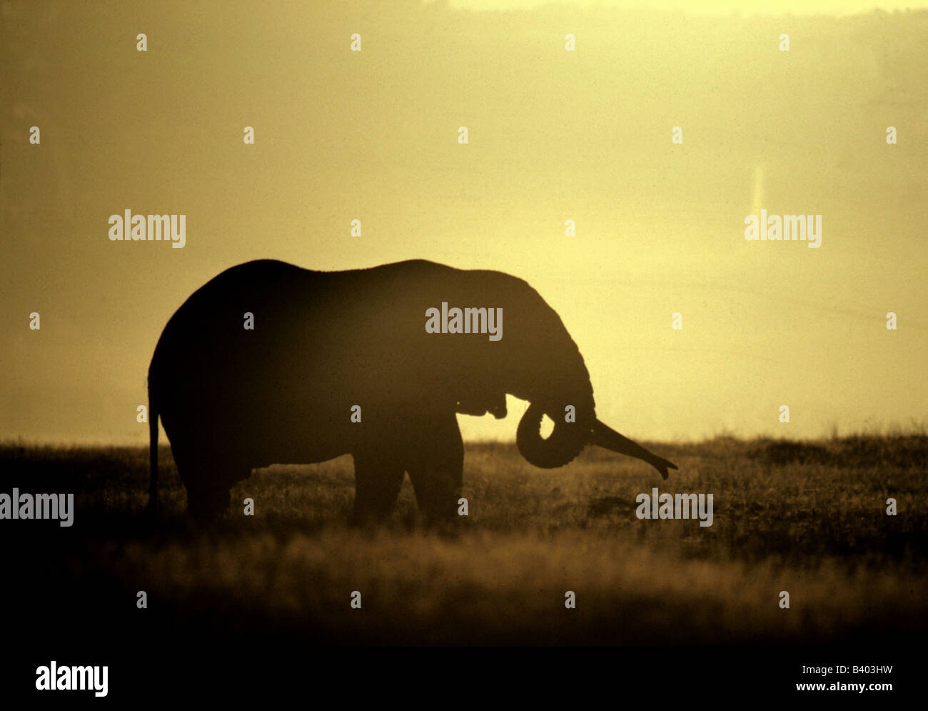 Zoologia / animali, mammifero / di mammifero, Elephantidae, Bush africano Elefante africano (Loxodonta africana), gli elefanti nella savana, Ngorongo Foto Stock