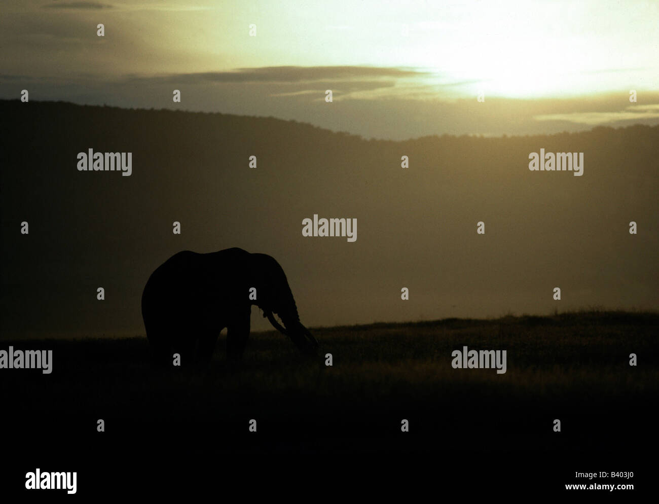 Zoologia / animali, mammifero / di mammifero, Elephantidae, Bush africano Elefante africano (Loxodonta africana), l'elefante nella savana, Ngorongor Foto Stock