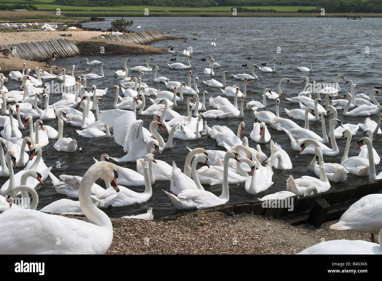Tempo di alimentazione per i Mute Swans di Abbotsbury Swannery, Dorset, Regno Unito Foto Stock