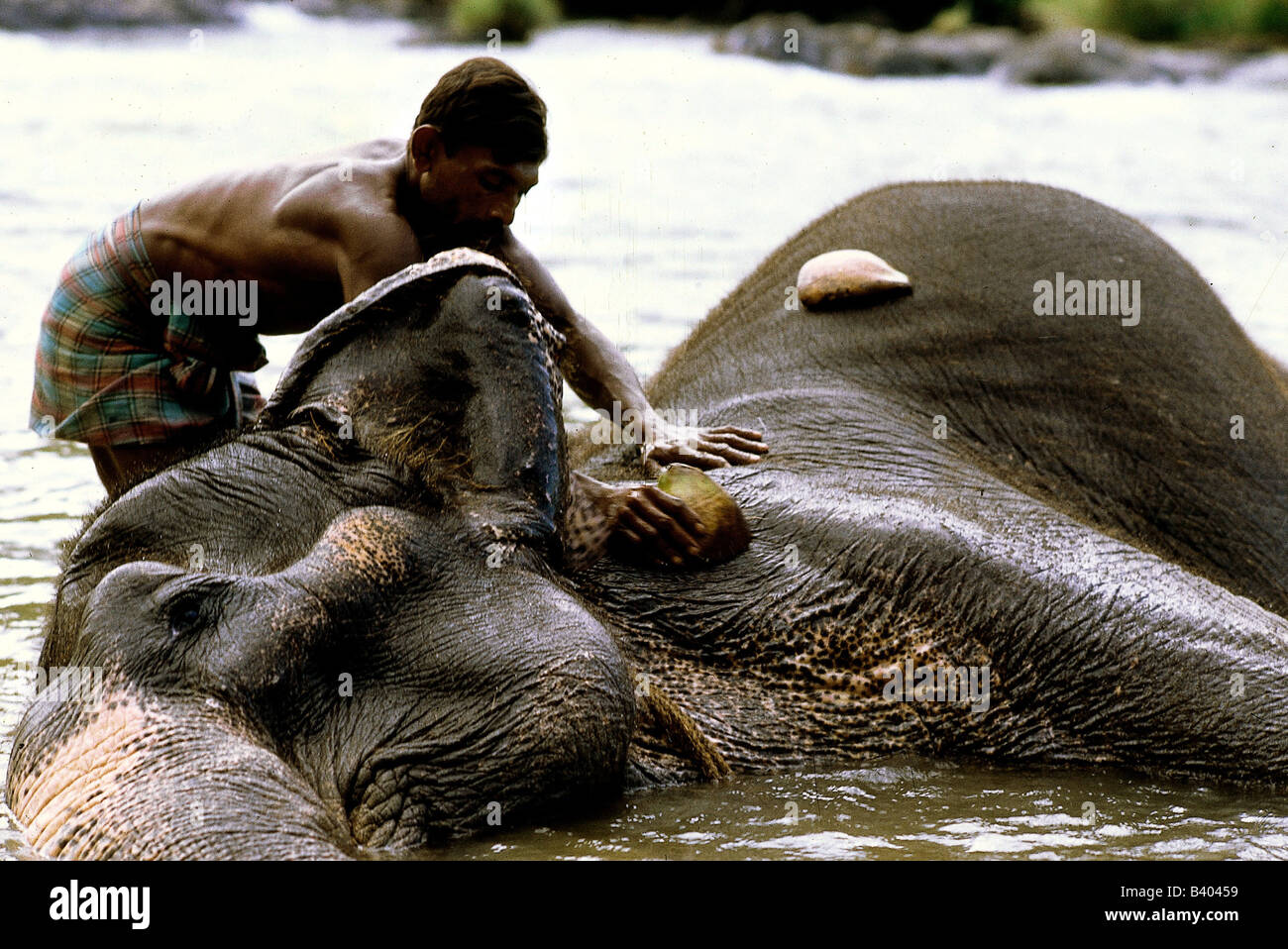 Zoologia / animali, mammifero / di mammifero, Elefanti Elefante asiatico, (Elephas maximus), balneazione dal detentore di animali, Sri Lanka, elepha Foto Stock