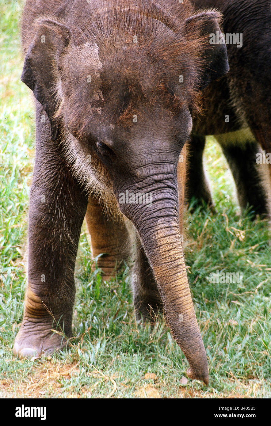 Zoologia / animali, mammifero / di mammifero, Elefanti Elefante asiatico, (Elephas maximus), cub in Sri Lanka, portando tronco di albero, dist Foto Stock