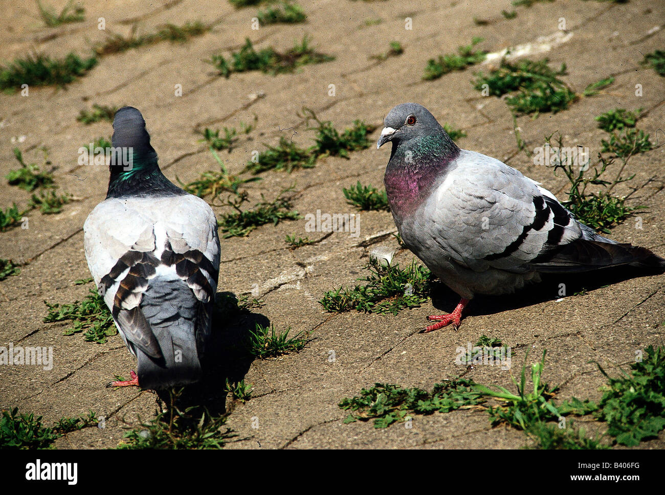 Zoologia / animali, uccelli / uccelli, colombe, Rock, piccione (Columba livia), due colombe su strada, distribuzione: Southern Eurasia, Nort Foto Stock