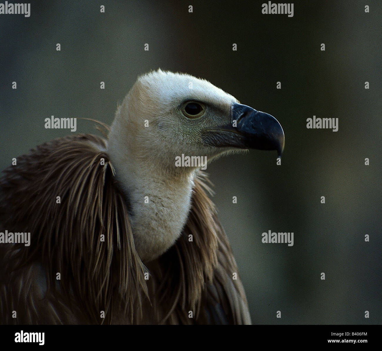 Zoologia / animali, uccelli / uccelli, avvoltoio grifone (Gyps fulvus), dettaglio: testa, close-up, distribuzione: Europa meridionale, Norther Foto Stock