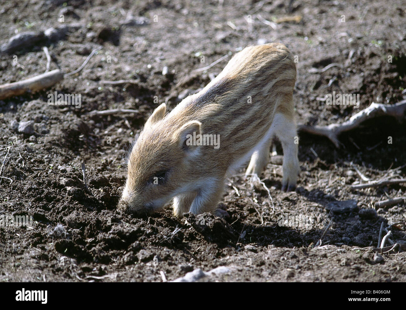 Zoologia / animali, mammifero / di mammifero, suini, il cinghiale (Sus scrofa), maialino, distribuzione: Europa, Asia, Nord Africa, maiale, eve Foto Stock