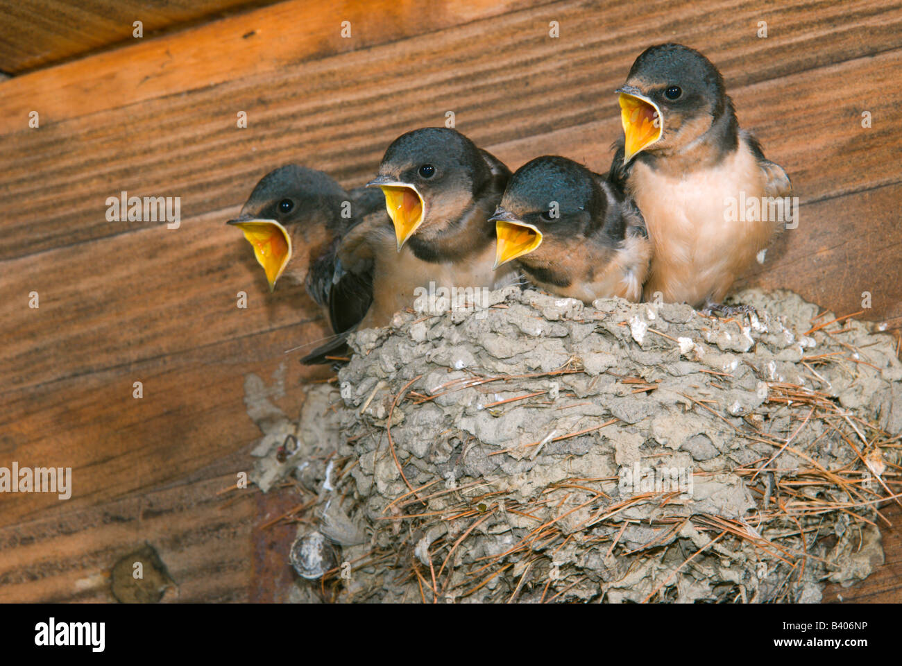 Madre Barn Swallow Hirundo rustica alimentazione di nidiacei E USA, da George e Stewart/Dembinsky Foto Assoc Foto Stock