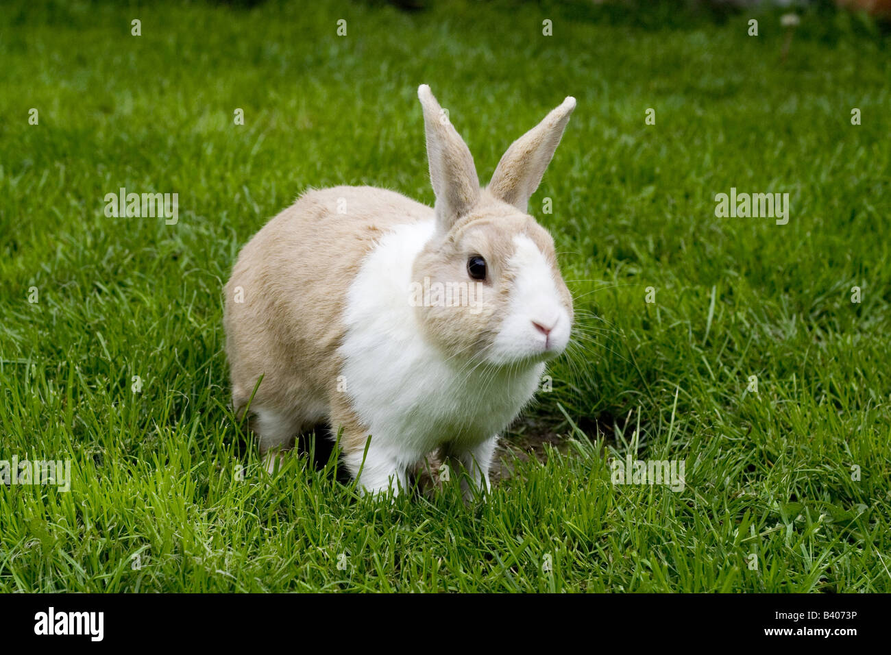 Un coniglio a doppio spiovente in giardino. Foto Stock