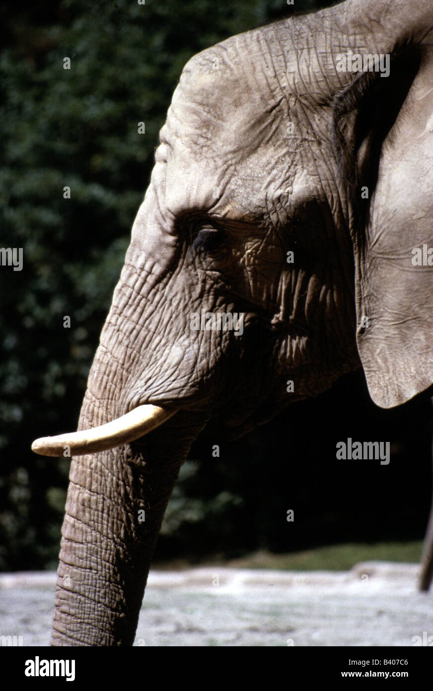 Zoologia / animali, mammifero / di mammifero, Elephantidae, Bush africano Elefante africano (Loxodonta africana), dettaglio: testa, distribuzione: AFR Foto Stock