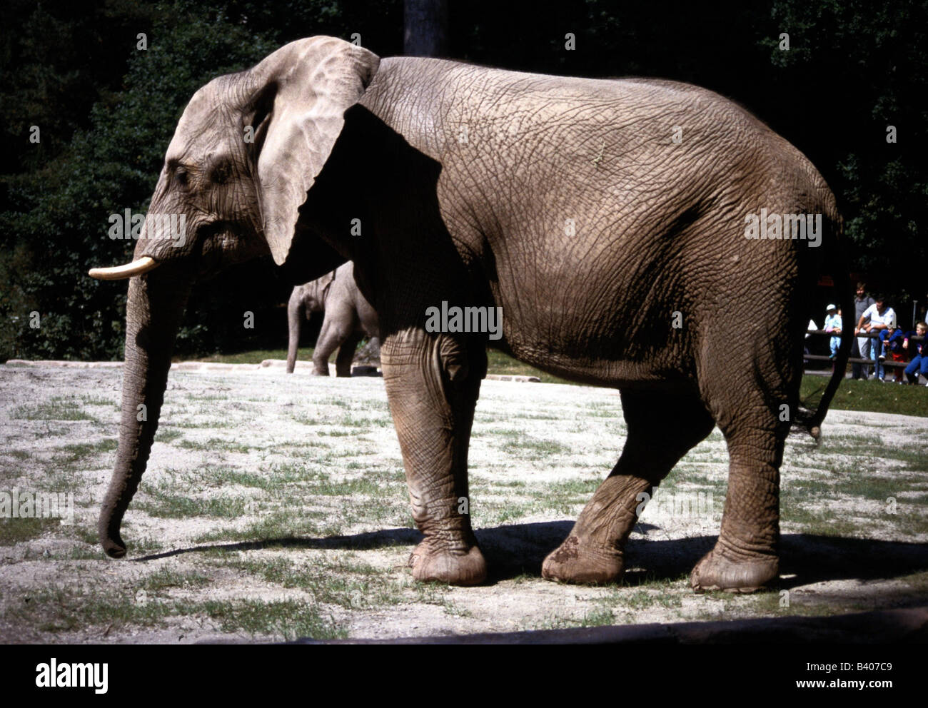 Zoologia / animali, mammifero / di mammifero, Elephantidae, Bush africano Elefante africano (Loxodonta africana), in zoo, distribuzione: Africa, S Foto Stock
