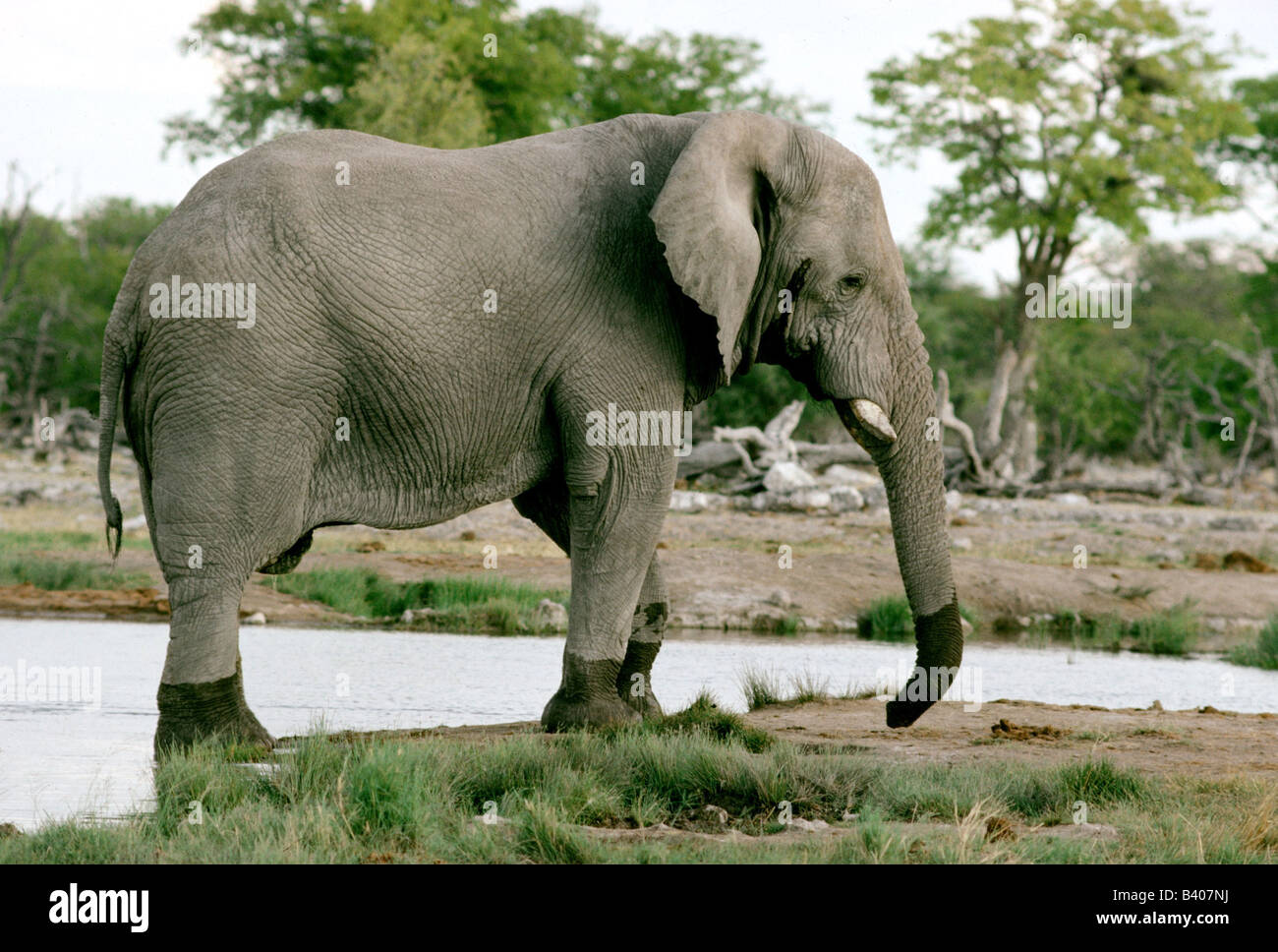 Zoologia / animali, mammifero / di mammifero, Elephantidae, Bush africano Elefante africano (Loxodonta africana), elefante al posto di irrigazione, Nam Foto Stock