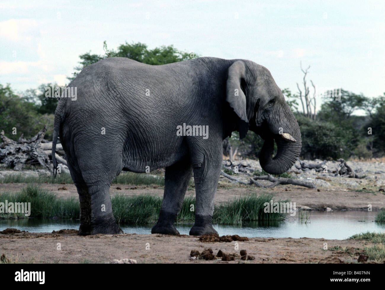 Zoologia / animali, mammifero / di mammifero, Elephantidae, Bush africano Elefante africano (Loxodonta africana), elefante al posto di irrigazione, dri Foto Stock