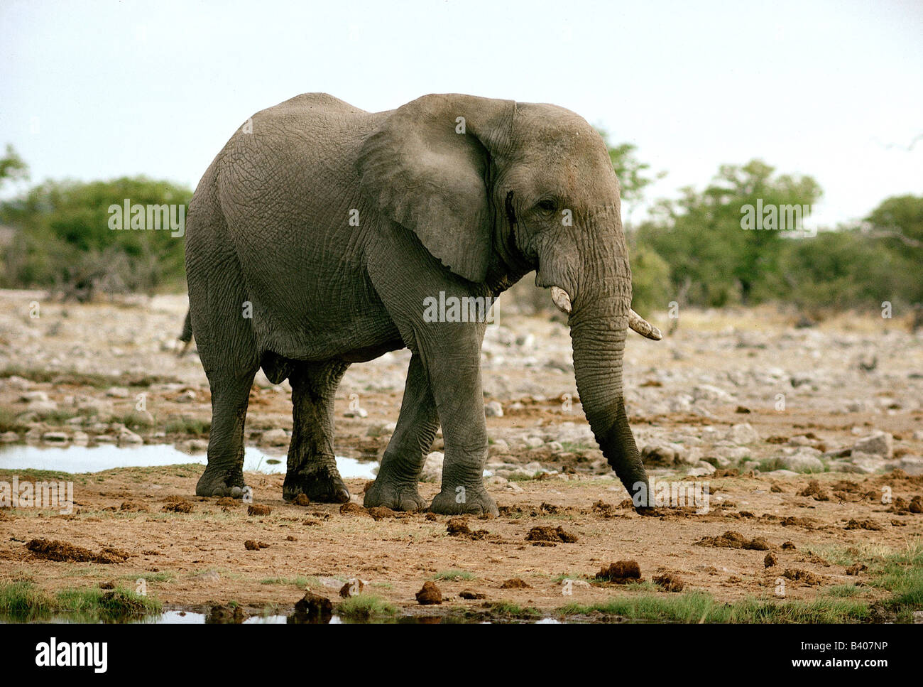 Zoologia / animali, mammifero / di mammifero, Elephantidae, Bush africano Elefante africano (Loxodonta africana), elefante al posto di irrigazione, Nam Foto Stock