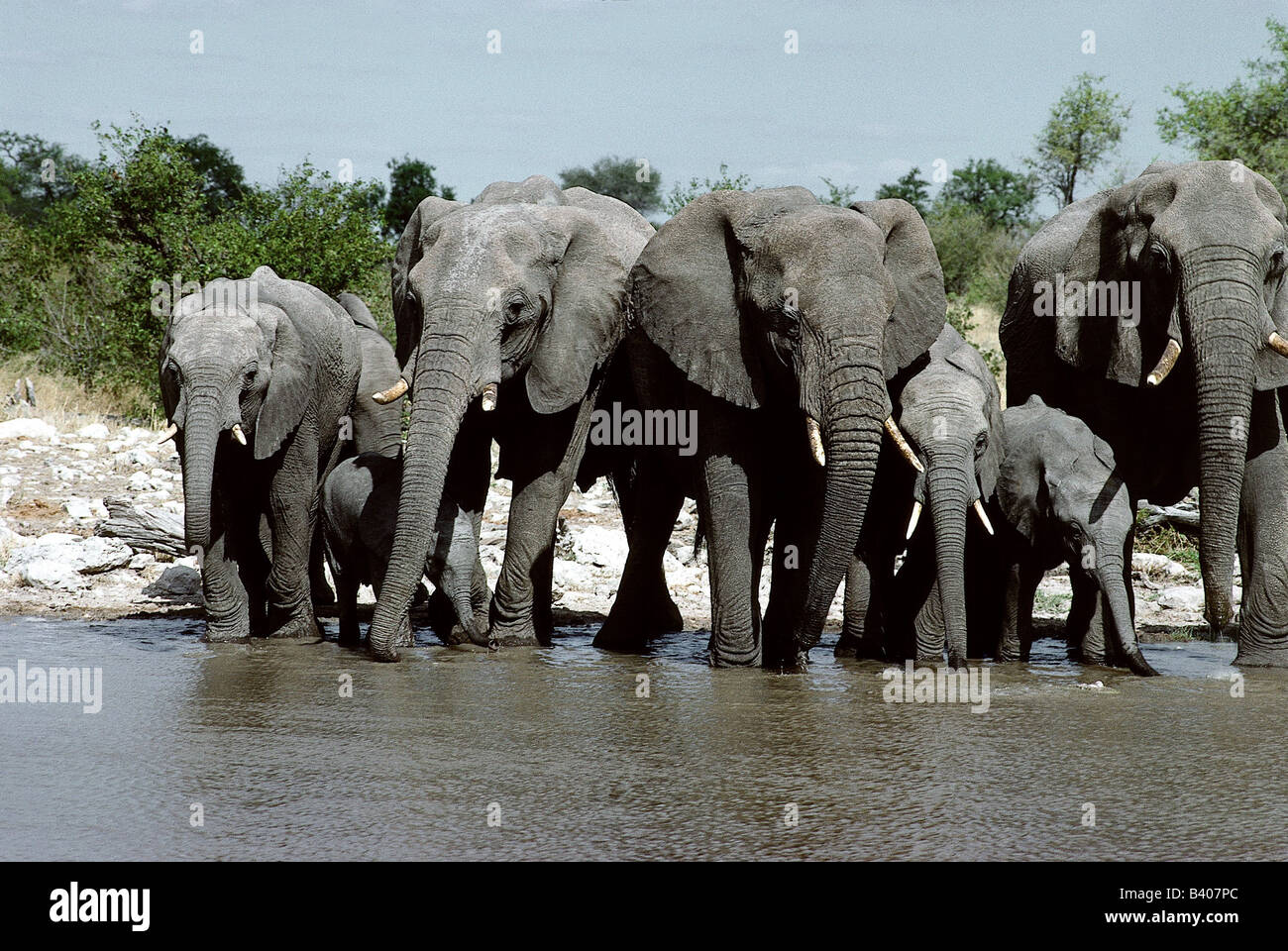 Zoologia / animali, mammifero / di mammifero, Elephantidae, Bush africano Elefante africano (Loxodonta africana), allevamento con cuccioli a plac irrigazione Foto Stock