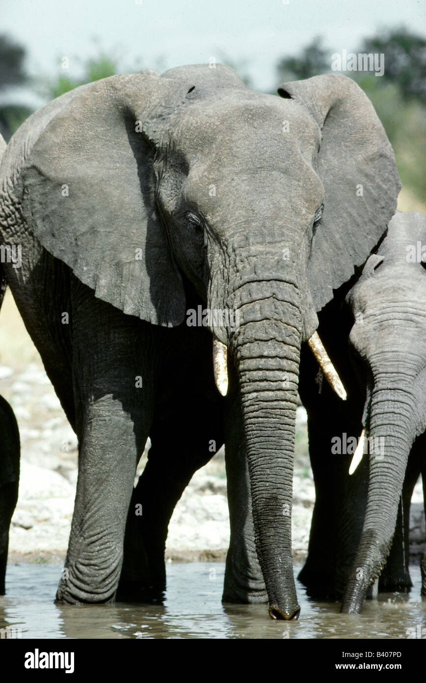 Zoologia / animali, mammifero / di mammifero, Elephantidae, Bush africano Elefante africano (Loxodonta africana), elefante al posto di irrigazione, dri Foto Stock
