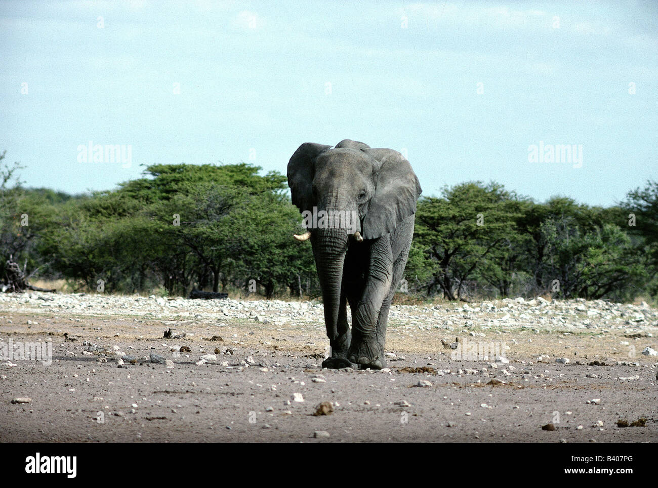 Zoologia / animali, mammifero / di mammifero, Elephantidae, Bush africano Elefante africano (Loxodonta africana), Bull elephant, Namibia, distrib Foto Stock