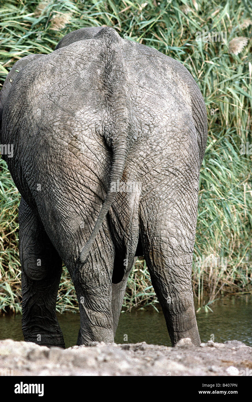 Zoologia / animali, mammifero / di mammifero, elefanti, bush Africano, Elefante africano (Loxodonta africana), dettaglio: retro, animale, Elephan Foto Stock