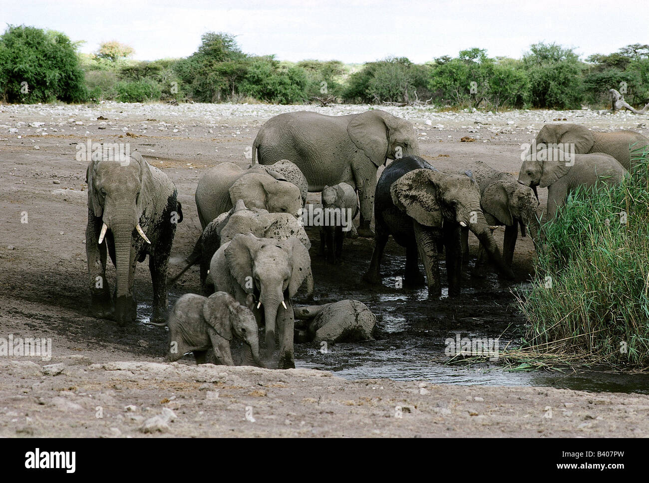 Zoologia / animali, mammifero / di mammifero, Elephantidae, Bush africano Elefante africano (Loxodonta africana), allevamento con cuccioli, bagno nel fango, Foto Stock