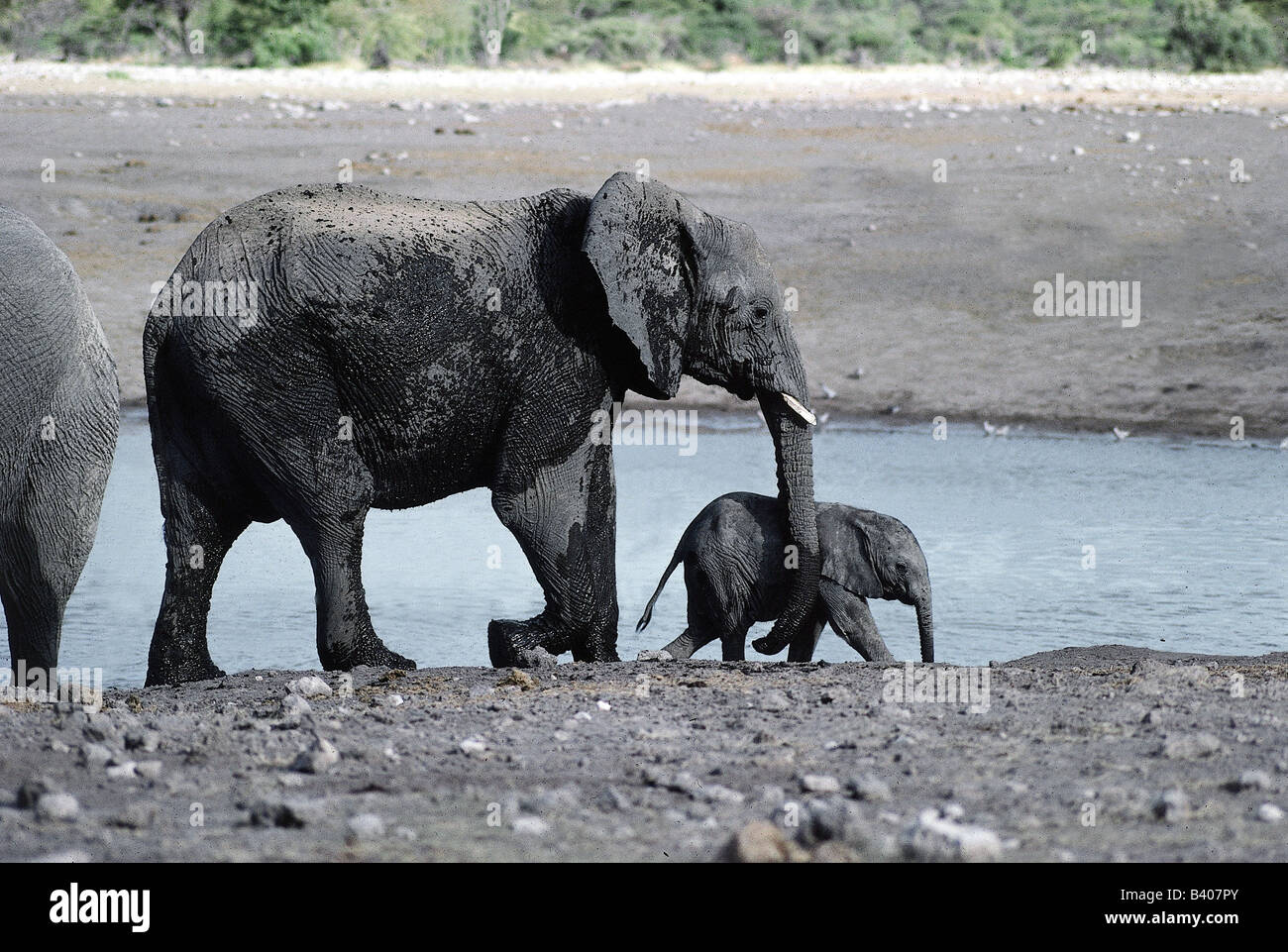 Zoologia / animali, mammifero / di mammifero, Elephantidae, Bush africano Elefante africano (Loxodonta africana), mucca elefante con cub dopo il fango Foto Stock